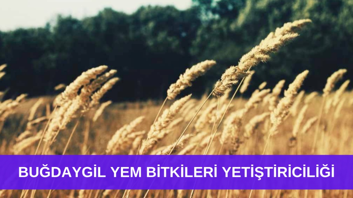 Buğdaygil Yem Bitkileri Yetiştiriciliği